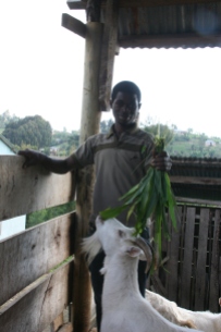 I tre år arbeidet Solomon og Erling med forskjellige prosjekter med geitebøndene, blant annet et fellesfjøs for melkegeiter som skulle organiseres av 6 fremstående geitebønder for opplæring av elever på barneskolen i Nyandira. Prosjektet var ikke vellykket, og i 2010 startet prosjektet med å gi en geit til låns for foreldreløse geitebønder. Bosco Paulo ble leder for den første gruppen på 16 foreldreløse geitebønder