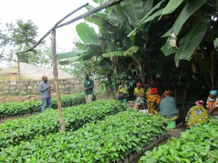 Bøndene i Luale ville gå sammen i grupper om utplantning av kaffeplanter på hver gård i februar 2019. Ellers ble 1000 planter uoverkommelig ved siden alle andre oppgaver. I april er de 17000 plantene plantet ut. Mgetas venner har bidratt med kumøkk fra Morogoro fraktet med lastebilen av Shabani sjåfør og mekaniker